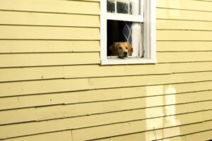 Read more about the article Turn Your Garage into a Pet Paradise